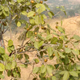 India-Rajasthan-tribals